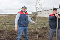 Tree planting