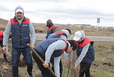 Tree planting