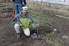 Tree planting