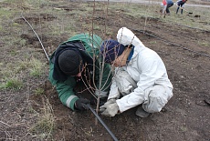 Tree planting