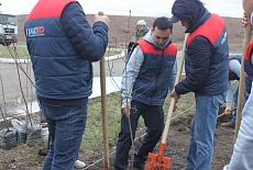 Tree planting