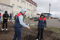 Tree planting