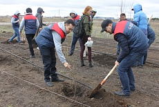 Tree planting