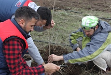 Tree planting